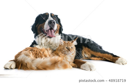 bernese moutain dog and cat 48918719