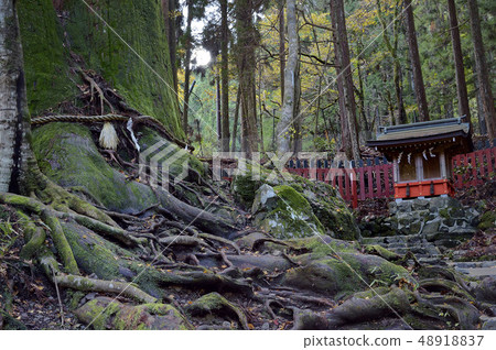 兩家公司的雪松Kifune Shinto shrine Suesha Aioi 48918837