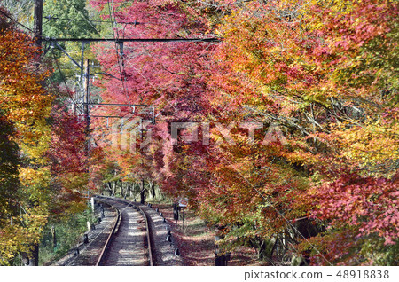 楓樹隧道 48918838
