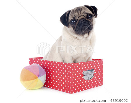 young pug in box 48919092