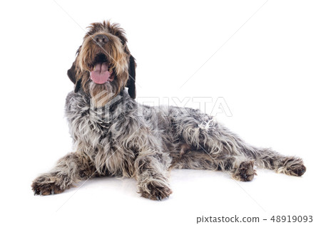 Wire haired Pointing Griffon Wire haired Pointing Griffon 48919093