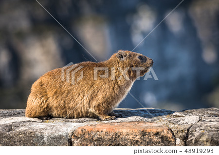 Rock Hyrax or Procavia capensis at Table Mountain 48919293