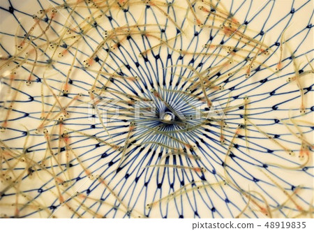 白魚跳舞吃 48919835