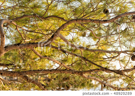 Beautiful pine trees against the blue sky on the Mediterranean coast of Croatia 48920289
