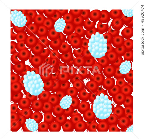 Circulation of erythrocytes, leukocytes and 48920474