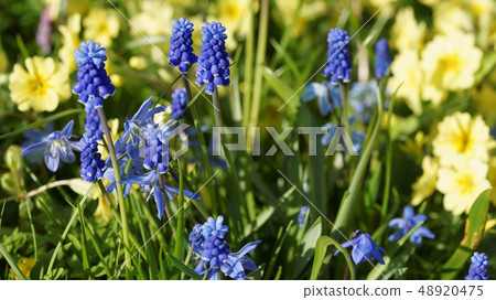 Grape Hyacinth Muscari Grape Hyacinth Muscari 48920475