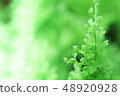 Green, background, plant 48920928