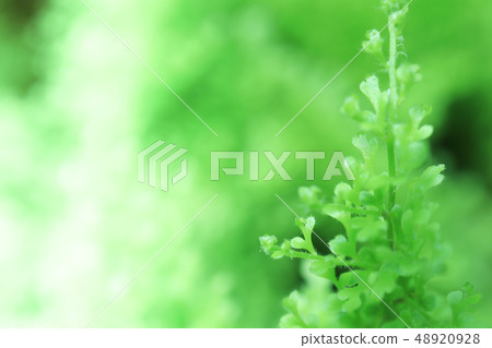綠色,背景,植物 綠色,背景,植物 48920928