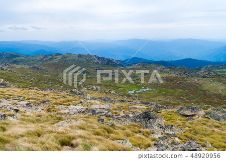 Native Australian vegetation in Kosciuszko 48920956