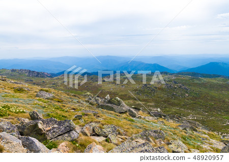 Native Australian vegetation in Kosciuszko Native Australian vegetation in Kosciuszko 48920957