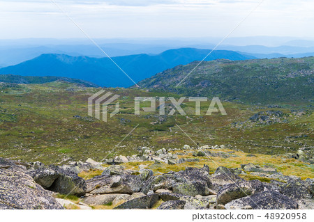 Native Australian vegetation in Kosciuszko Native Australian vegetation in Kosciuszko 48920958