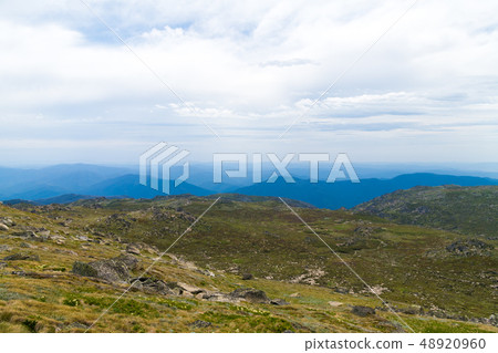 Native Australian vegetation in Kosciuszko 48920960