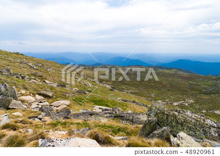Native Australian vegetation in Kosciuszko 48920961