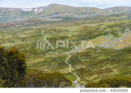 Native Australian vegetation in Kosciuszko 48920999