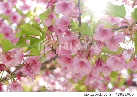 Cherry Blossoms	 48921009