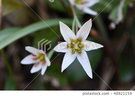 野草 野草 48921159