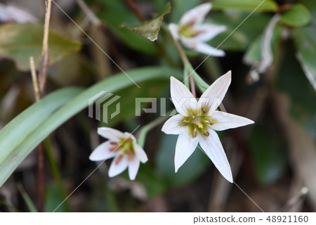 野草 野草 48921160