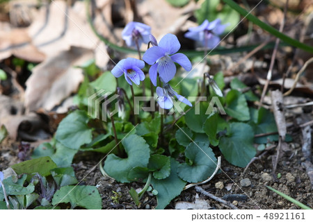 野草 野草 48921161