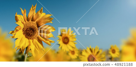 beauty field of sunflower 48921188