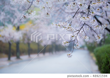 櫻桃樹 48921594