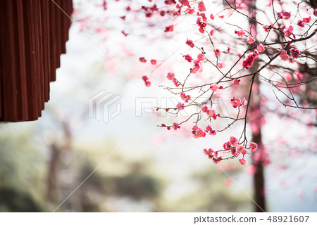 紅醪 48921607