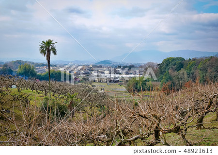 Mandarin field和Yamato Sanzan 48921613