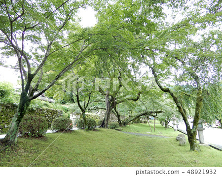 Hiabori Baba的初夏藍槭的Sakamoto Sanpo Hiabori Baba的初夏藍槭的Sakamoto Sanpo 48921932
