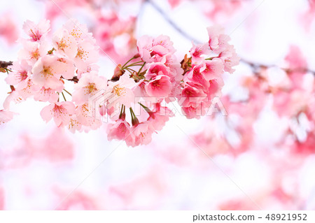 早開的櫻花 48921952
