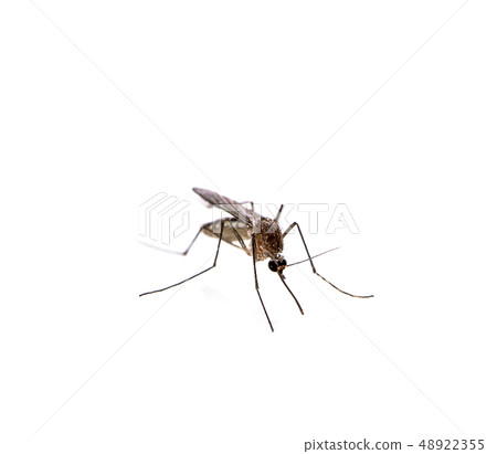 Mosquito isolated on white background Mosquito isolated on white background 48922355