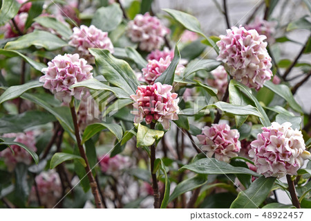 荊州（下沉花） 48922457