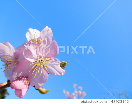 櫻花櫻桃河津櫻花 48923142