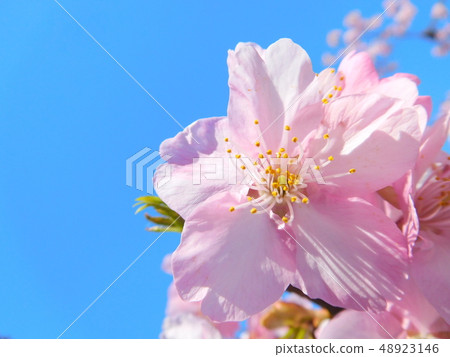 Cherry blossom cherry Kawazu cherry blossoms Cherry blossom cherry Kawazu cherry blossoms 48923146