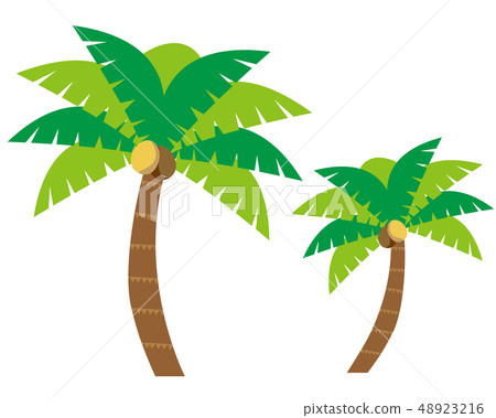 棕櫚樹 棕櫚樹 48923216