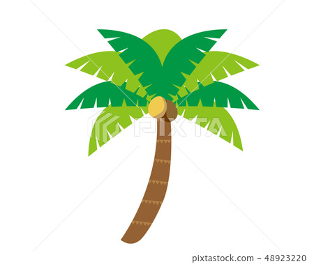 Palm palm trees 48923220