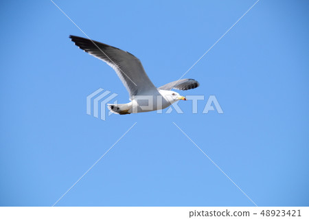 黑尾鷗 48923421
