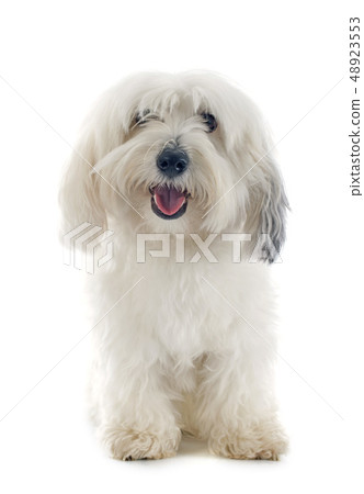 Coton de Tulear Coton de Tulear 48923553
