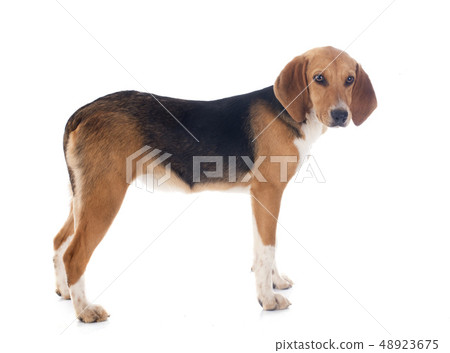 Beagle Harrier Beagle Harrier 48923675