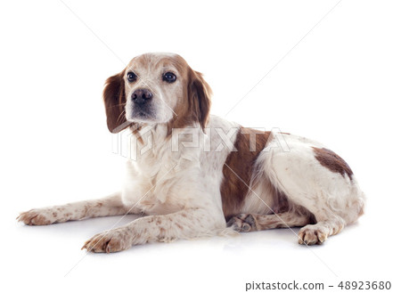 brittany spaniel brittany spaniel 48923680