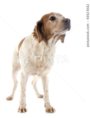 brittany spaniel brittany spaniel 48923682