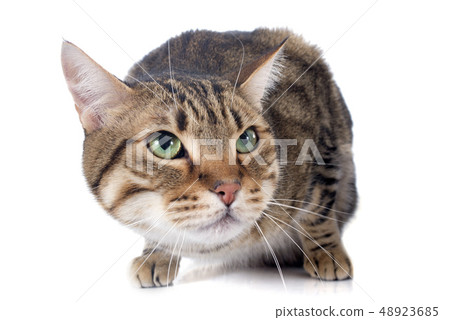 bengal cat 48923685
