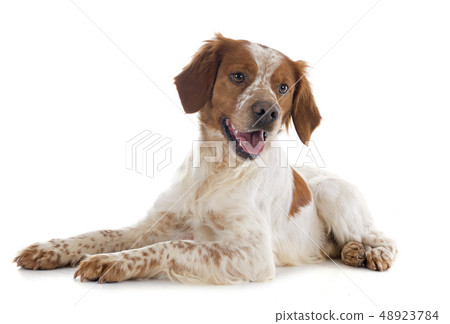 brittany spaniel brittany spaniel 48923784