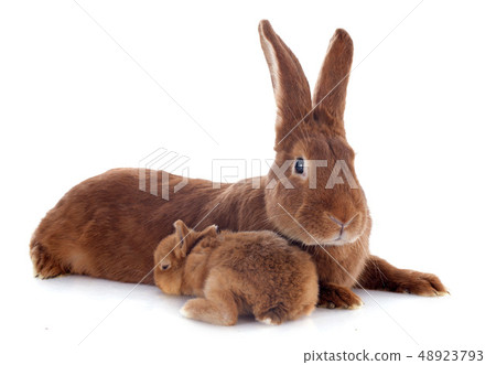young rabbit and mother 48923793