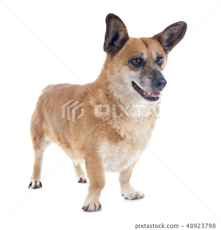 Welsh Corgi 48923798