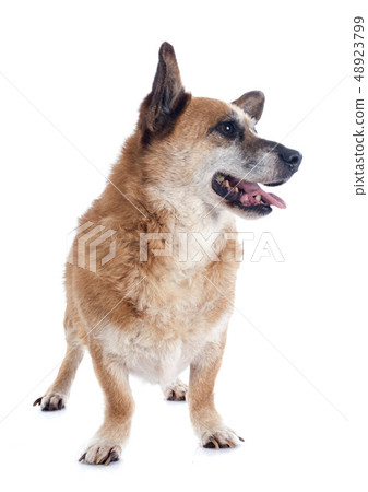 Welsh Corgi 48923799
