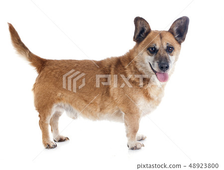 Welsh Corgi 48923800