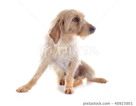 Fauve de Bretagne 48923801