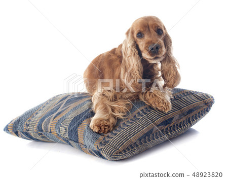 english cocker english cocker 48923820