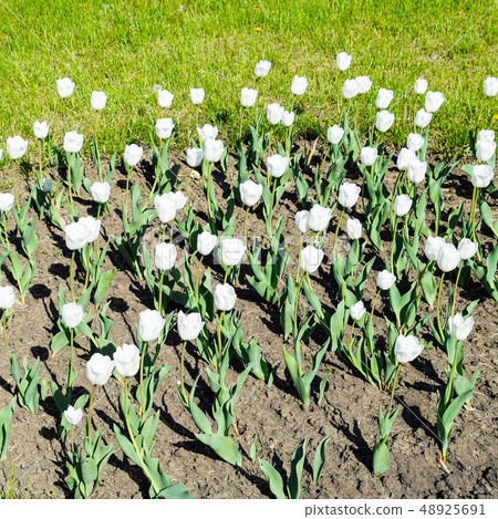 A flower bed with white tulips A flower bed with white tulips 48925691