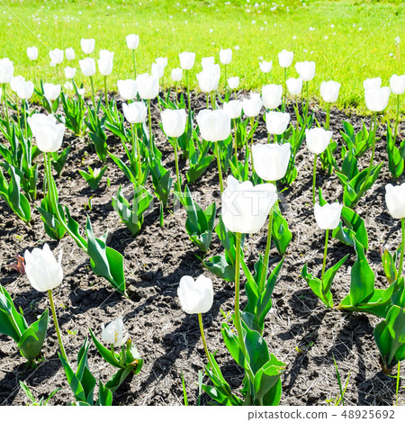 A flower bed with white tulips A flower bed with white tulips 48925692