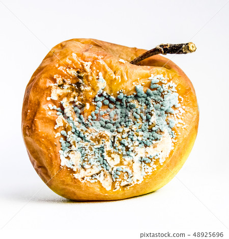 A rotten apple covered with mold. A rotten apple covered with mold. 48925696